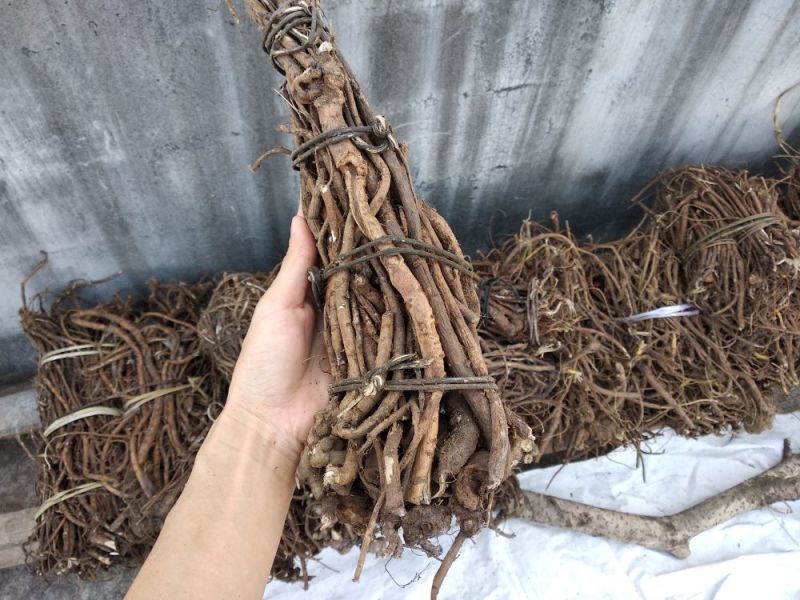山豆根野生，）广西野生山豆根。干货没有阳枝纯根部