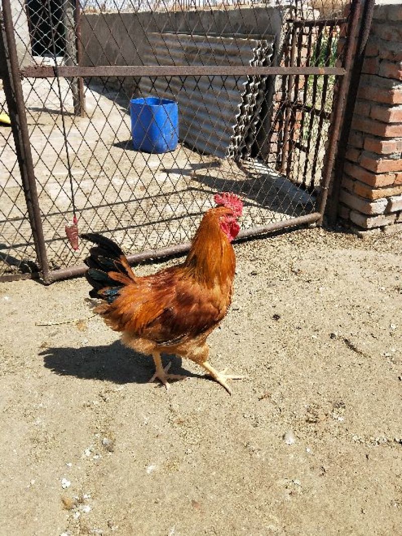 散养鸡质量好价格低