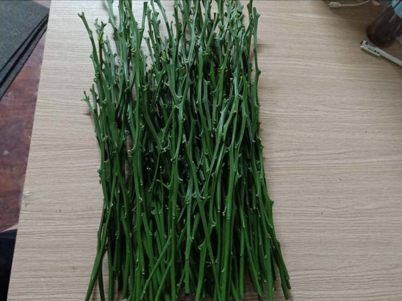 橘之尤物明日见柑橘嫁接枝条兴津58号