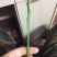 橘之尤物明日见柑橘嫁接枝条兴津58号