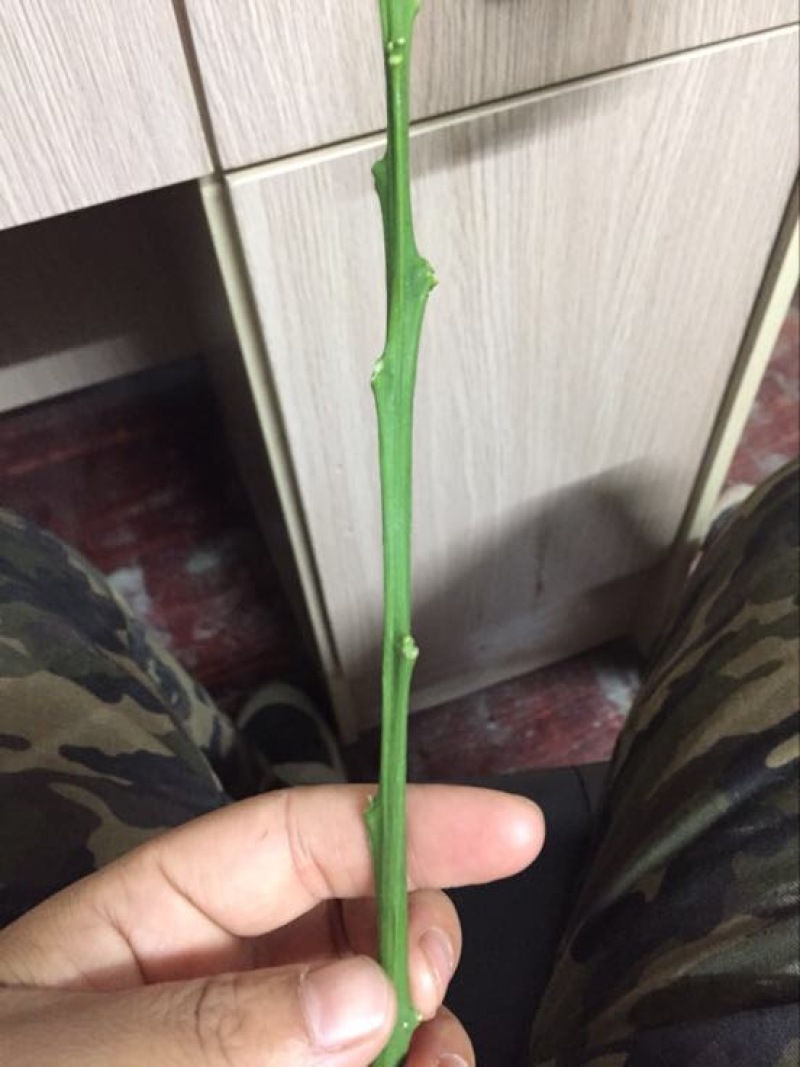 橘之尤物明日见柑橘嫁接枝条兴津58号
