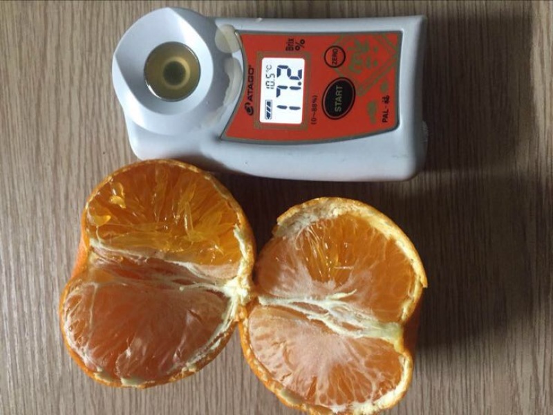 橘之尤物明日见柑橘嫁接枝条兴津58号