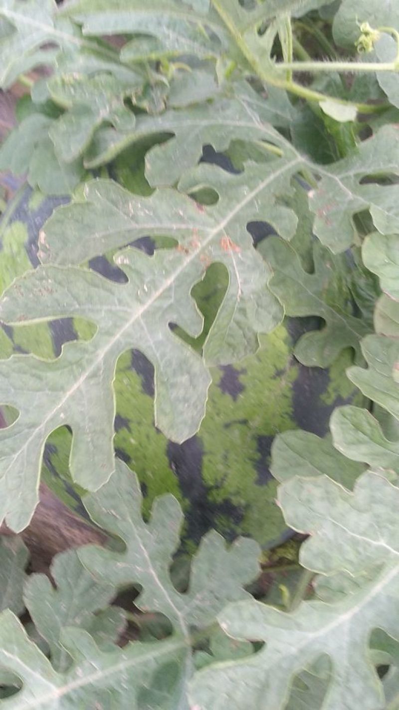 甜王西瓜保熟保甜价格合理，视频看货，诚信代办代发市场