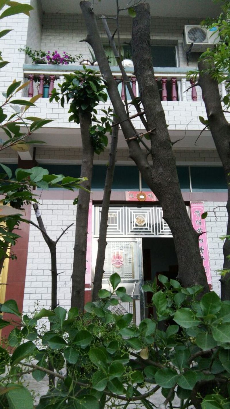 金弹子