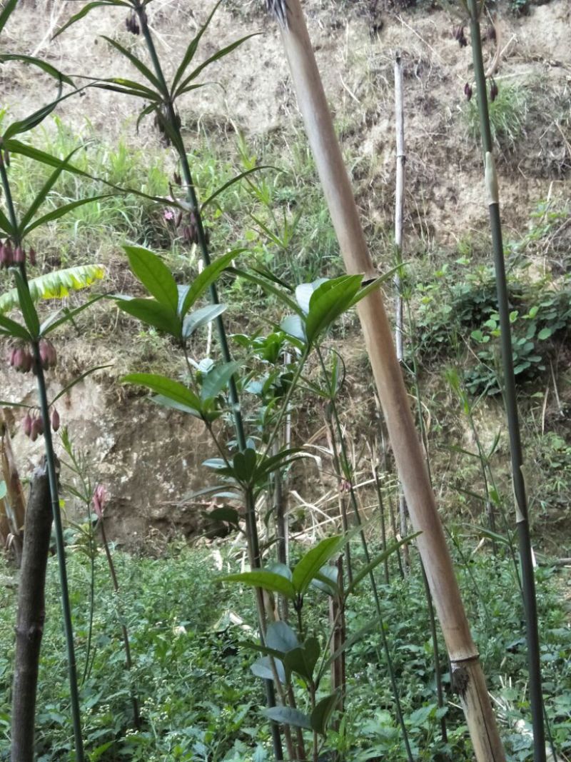 出售滇黄精牙头，小苗，黄精通货野生货源
