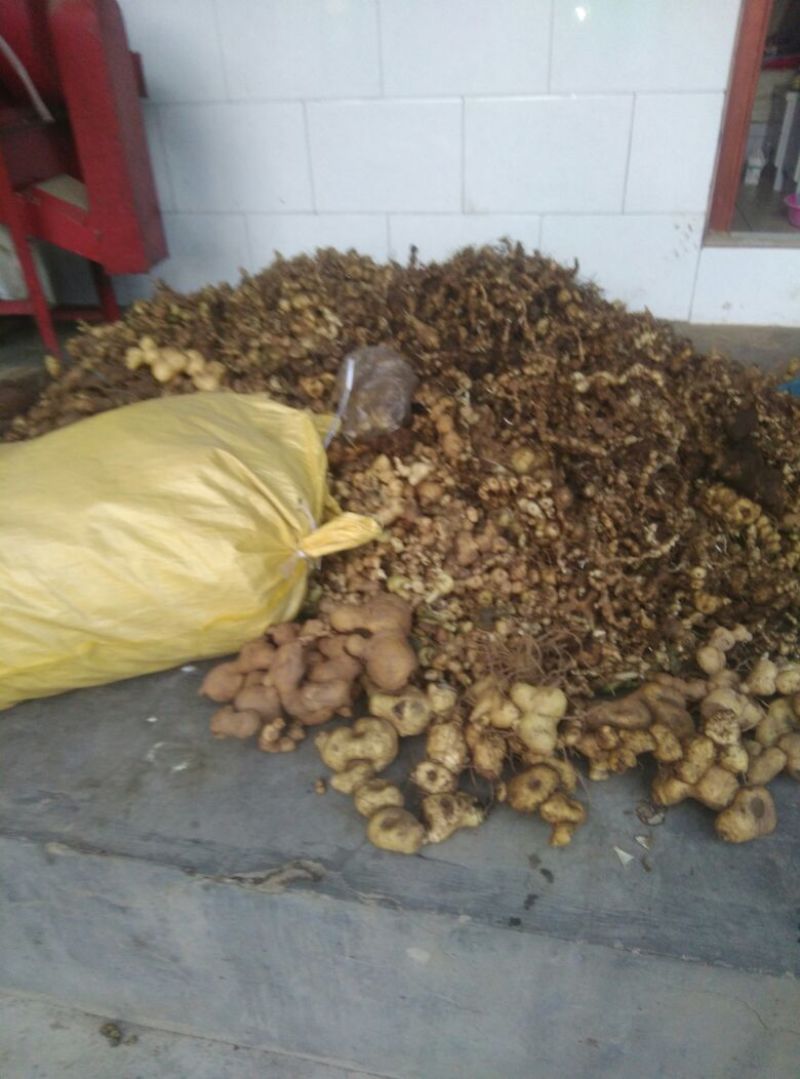 出售滇黄精牙头，小苗，黄精通货野生货源