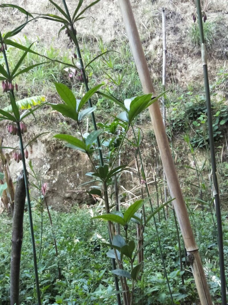 出售滇黄精牙头，小苗，黄精通货野生货源