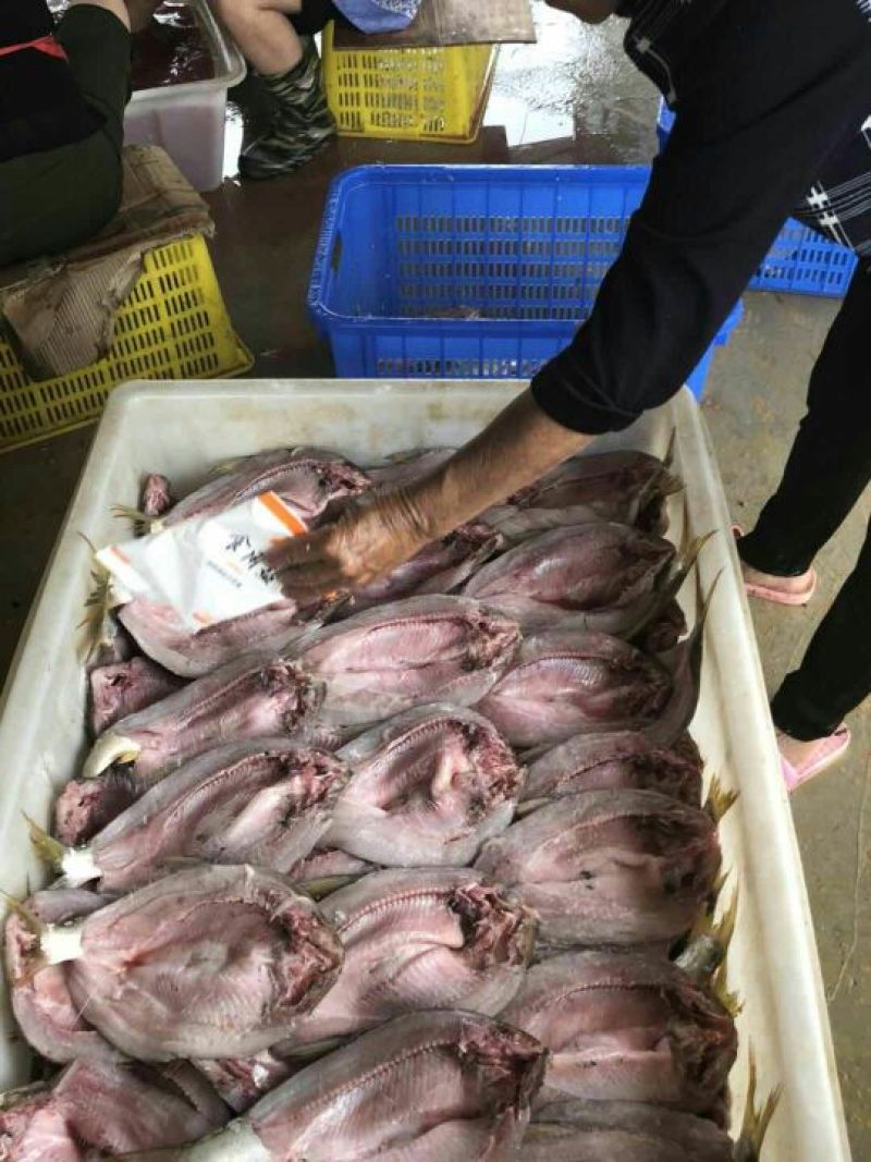 黄尾鱼
