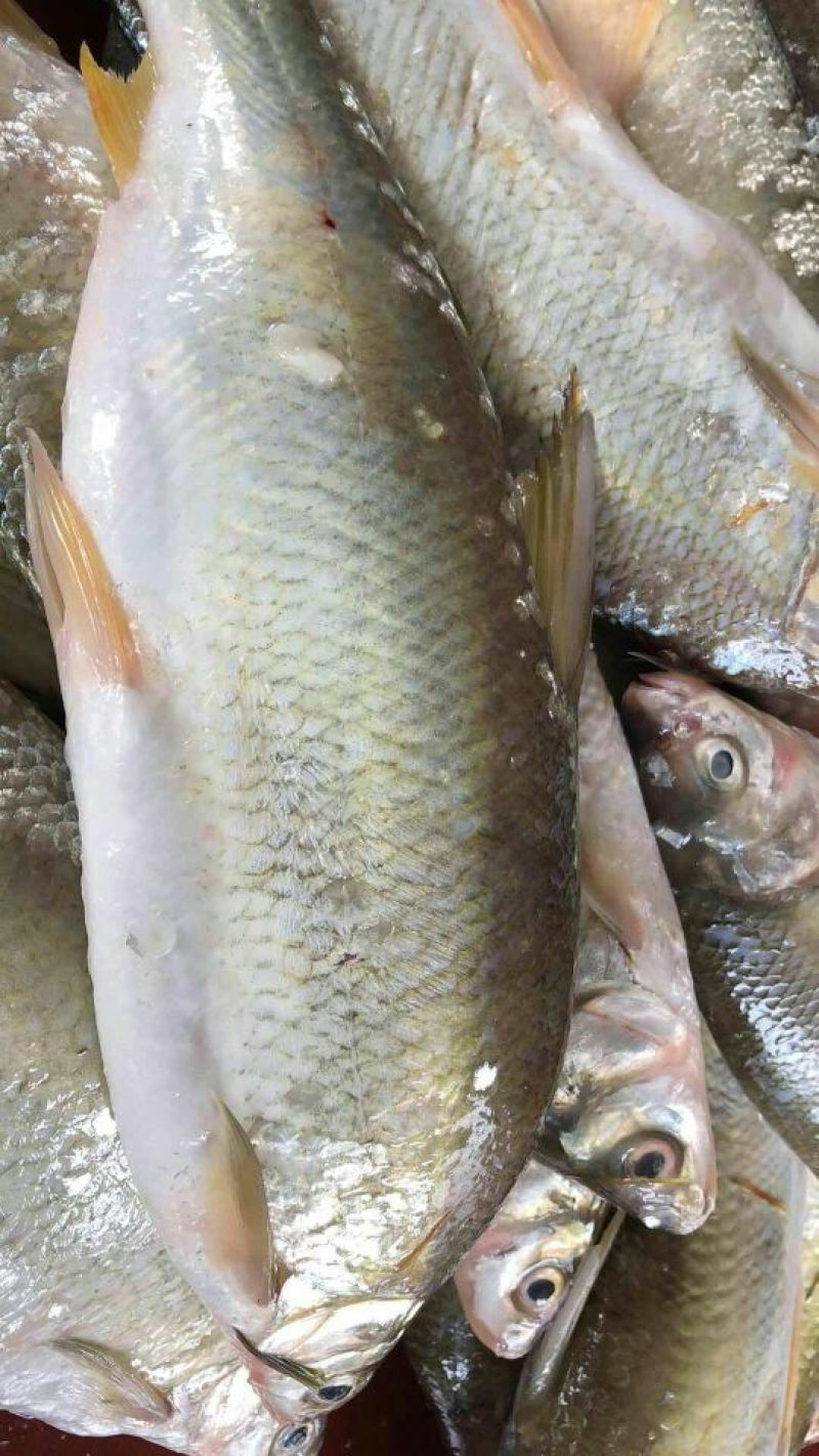 黄尾鱼