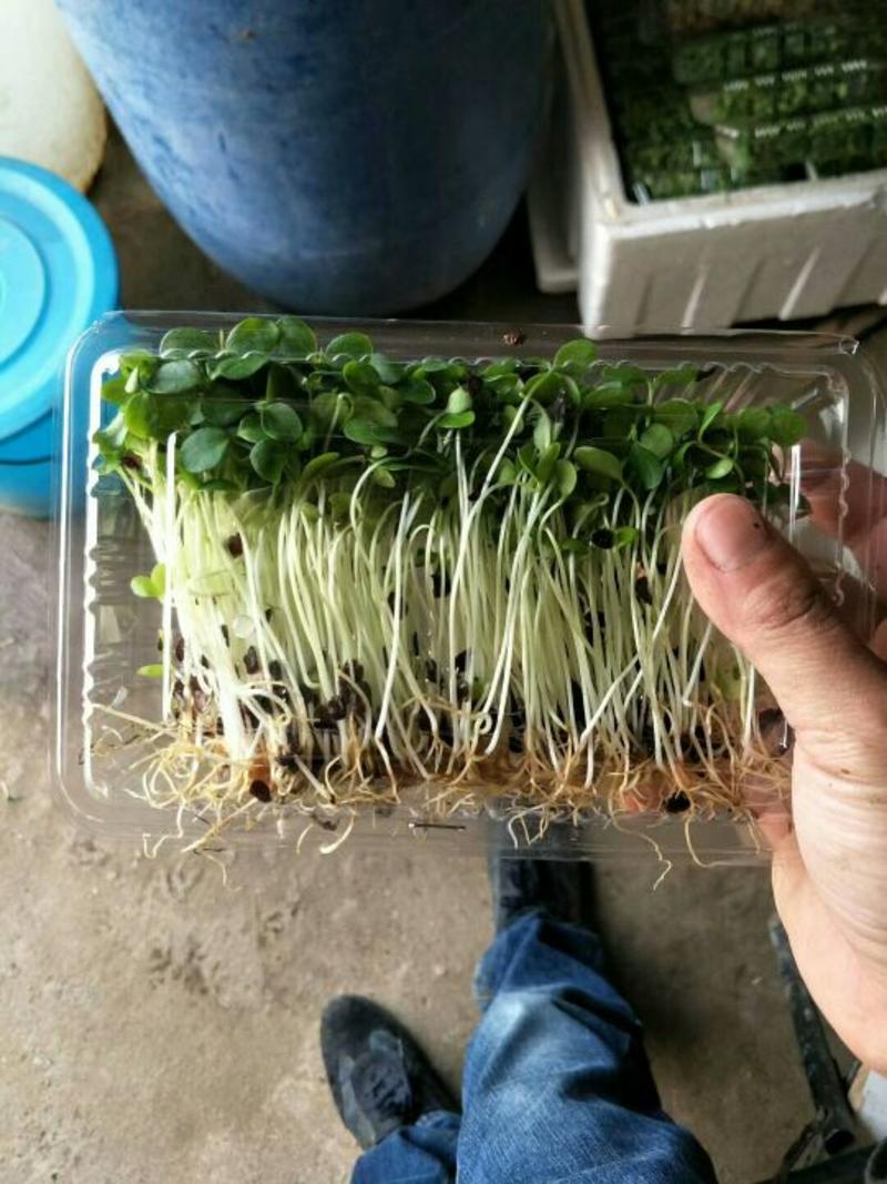 香椿苗(芽苗菜酒店专用）提供种植技术培训