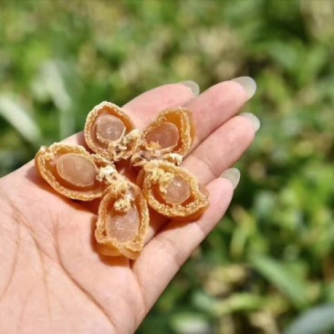 鲍鱼食用