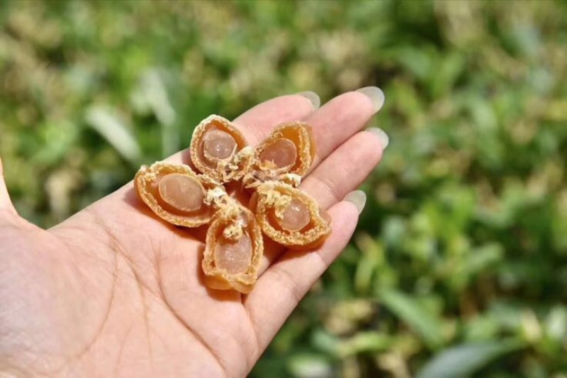 鲍鱼食用