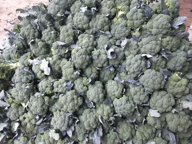 河北西蓝花上市品种优质花型漂亮质量有保证诚信第一