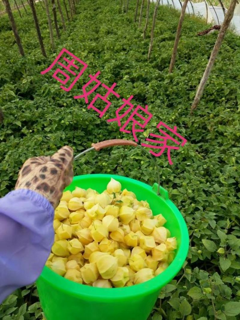 黄菇茑