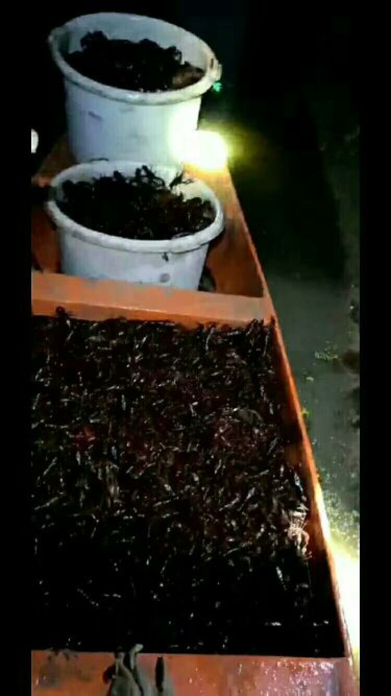 青红龙虾