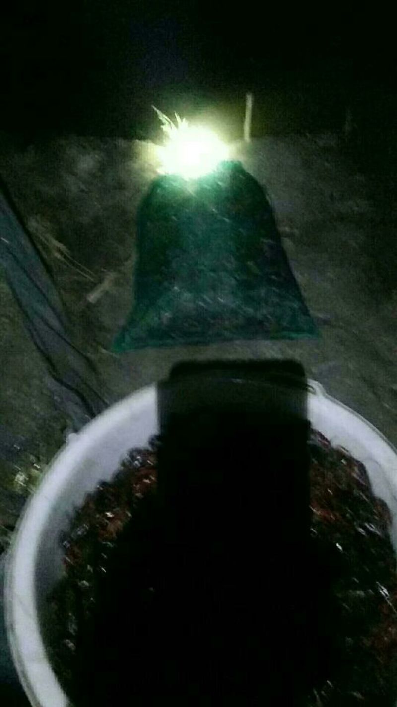 青红龙虾