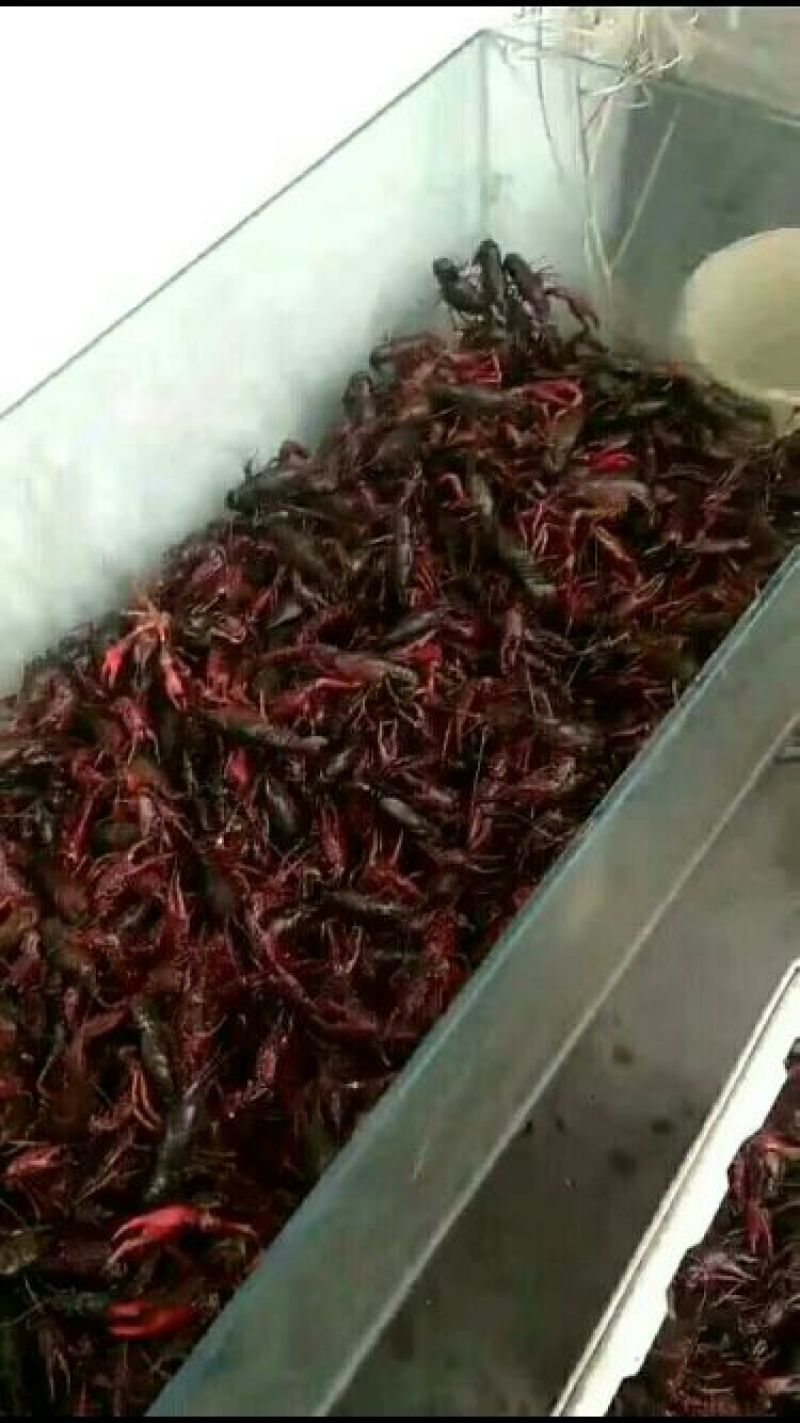青红龙虾