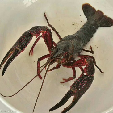 青红龙虾