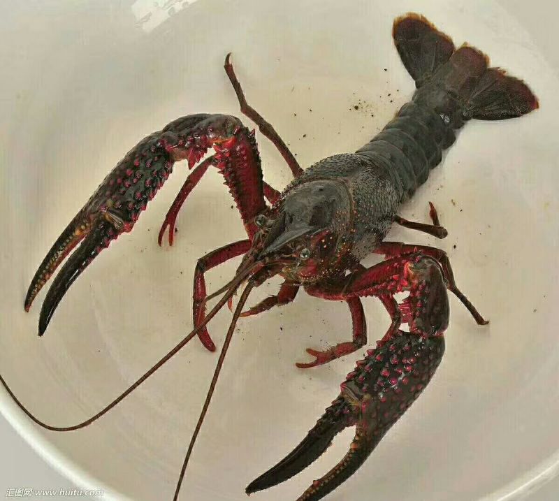 青红龙虾
