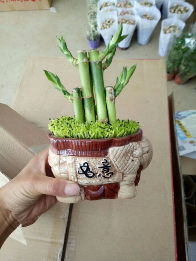 森林小竹子