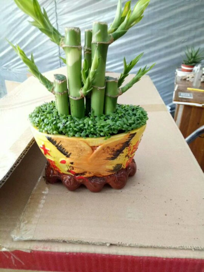 森林小竹子