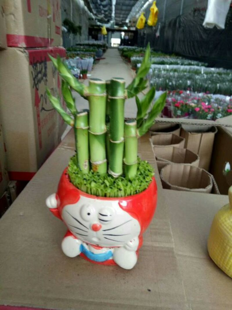 森林小竹子