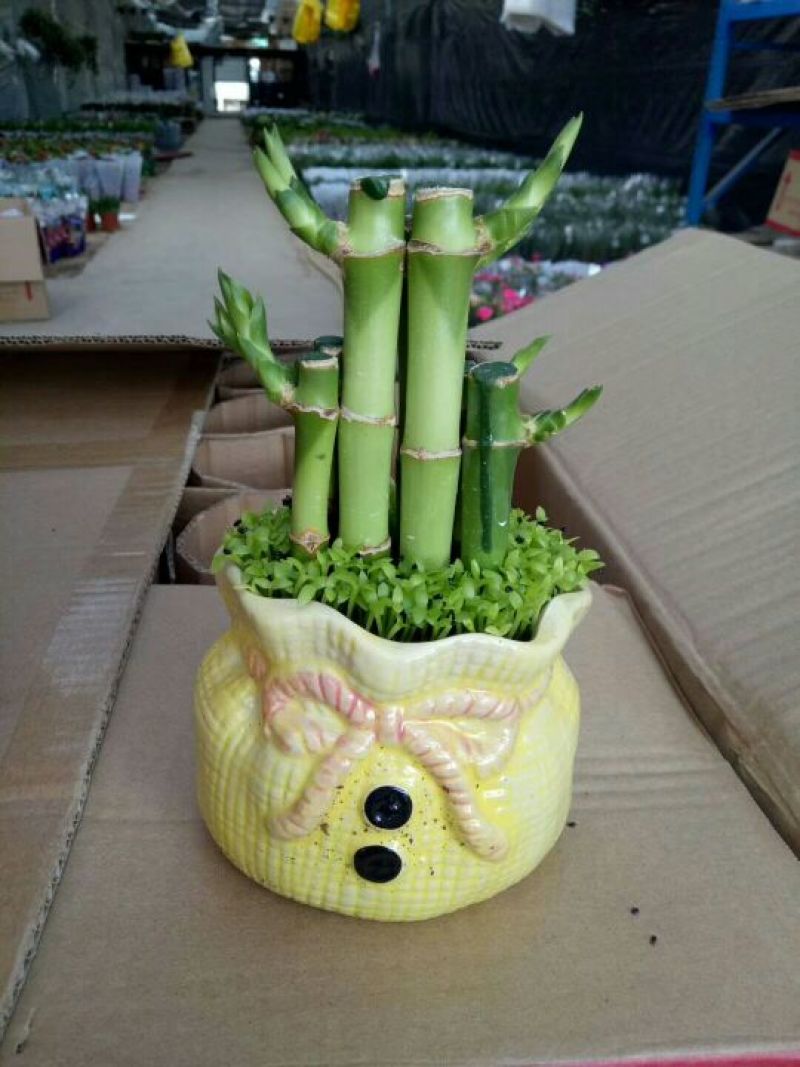 森林小竹子