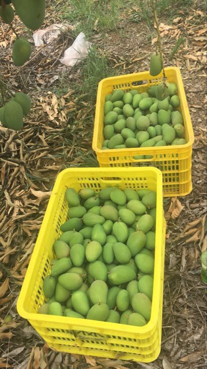 广西芒果月底上市，品种🈶️贵金黄台农芒2两以上