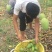广西芒果月底上市，品种🈶️贵金黄台农芒2两以上