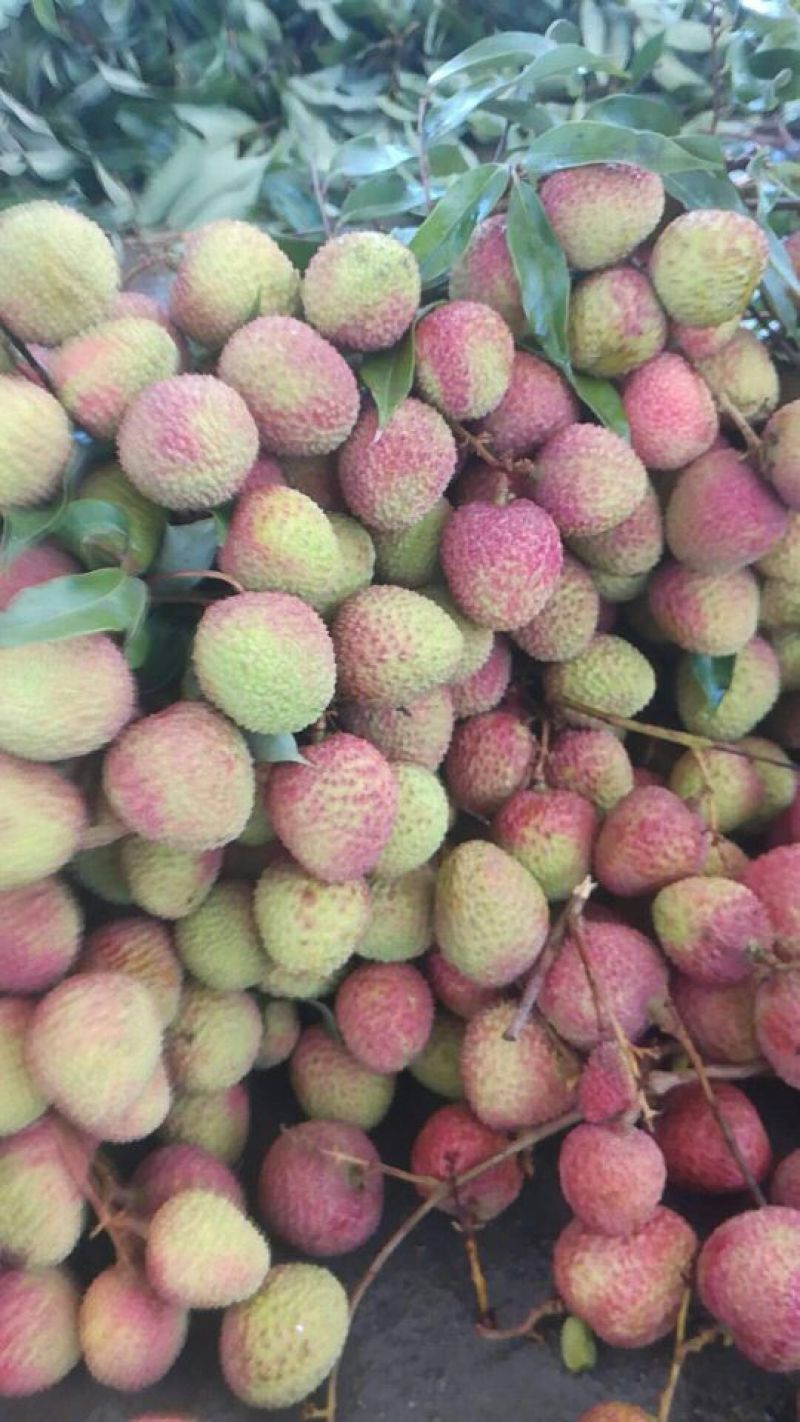 白糖罂荔枝