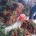 白糖罂荔枝