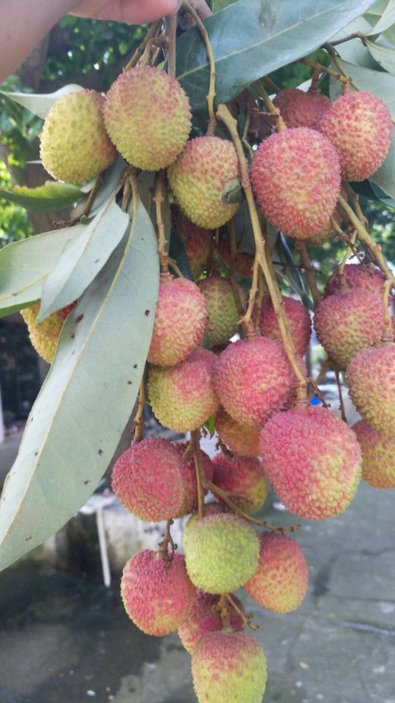 白糖罂荔枝