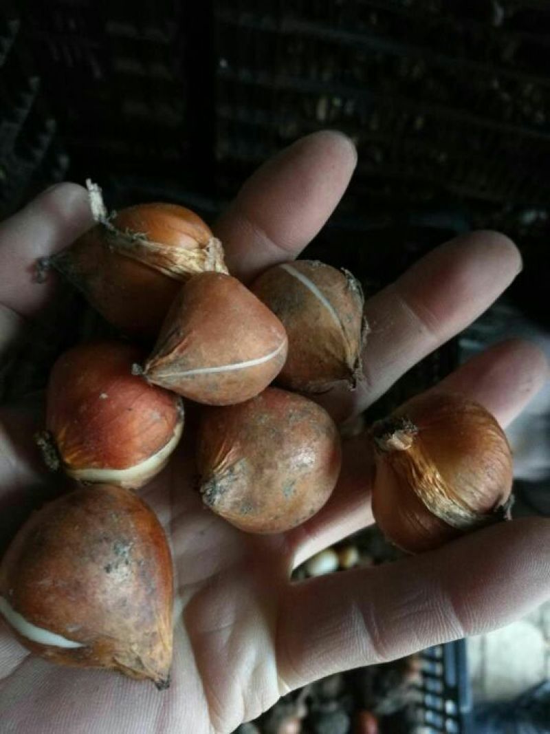 【荐】精品郁金香种球，四季开花室内外耐寒冬季多年生植物