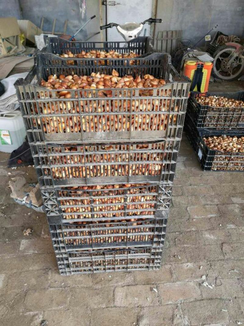 【荐】精品郁金香种球，四季开花室内外耐寒冬季多年生植物