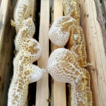 中锋