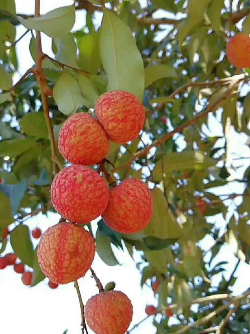 荔枝1.5~2cm