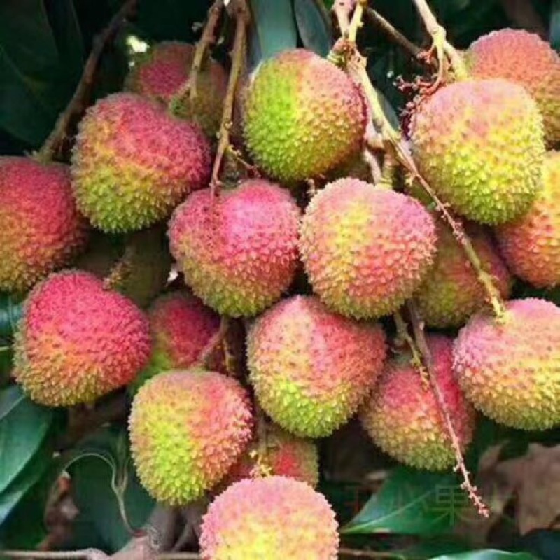 荔枝1.5~2cm