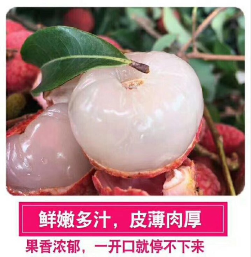 荔枝1.5~2cm
