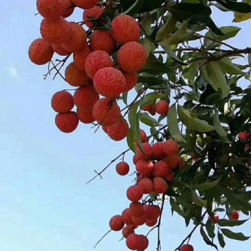 荔枝1.5~2cm