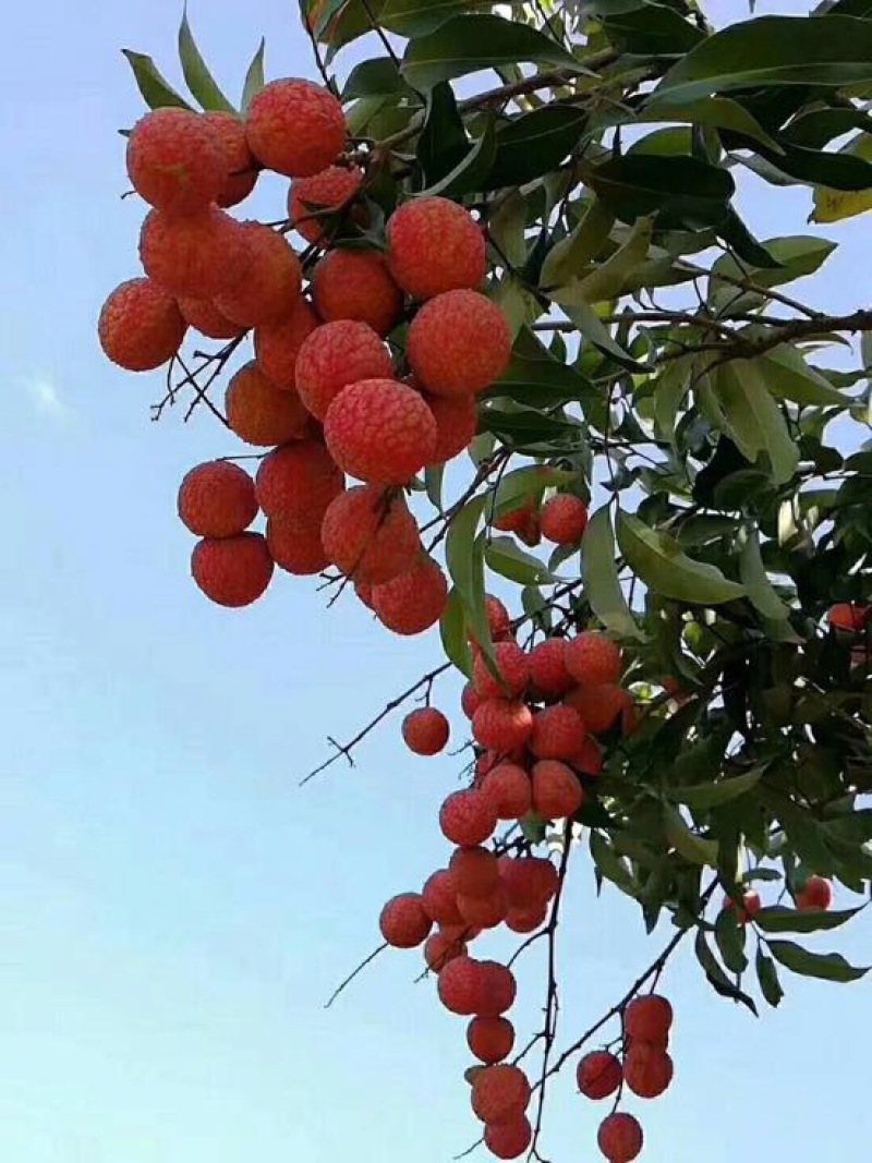 荔枝1.5~2cm