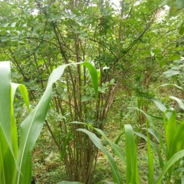 丛生紫薇