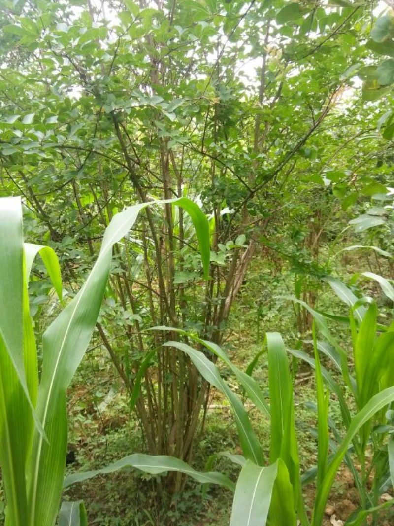 丛生紫薇