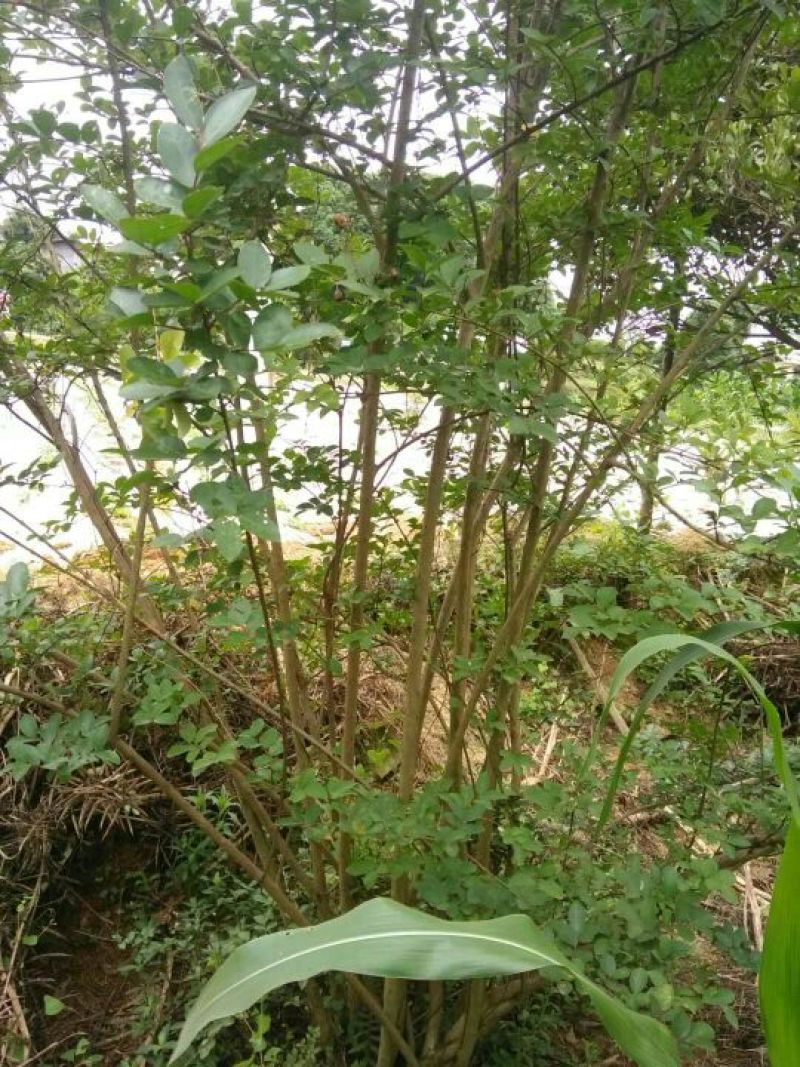 丛生紫薇