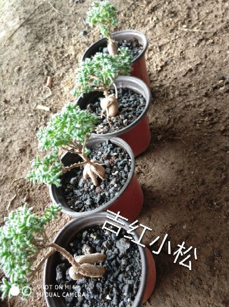 多肉植物含盆
