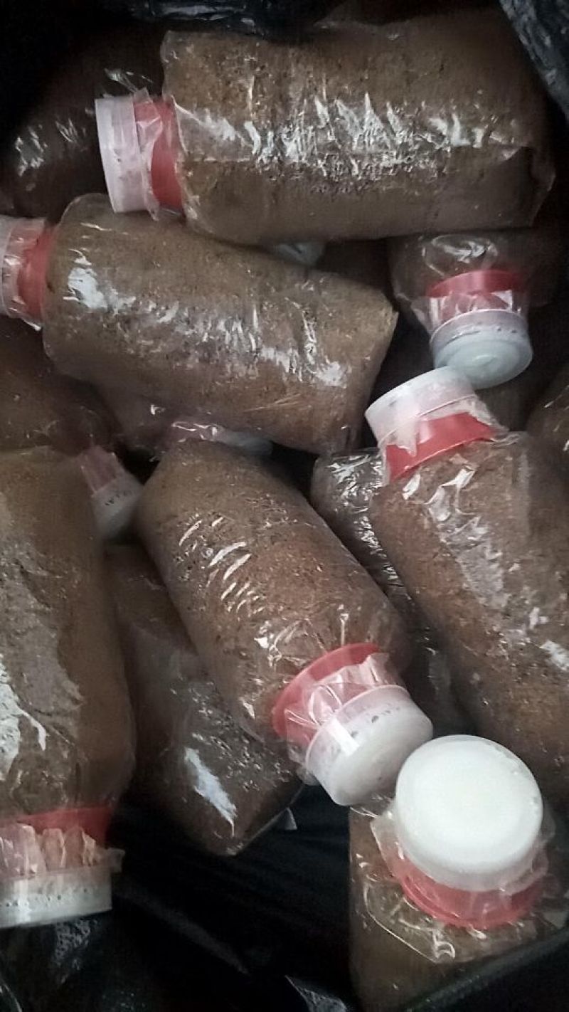 草菇原种栽培种草菇种子草菇菌包孢脚菇种子兰花菇种子