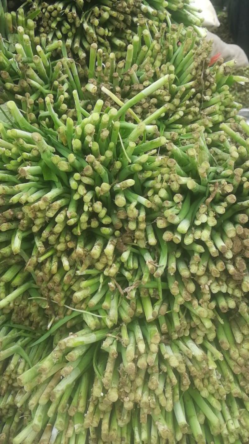 大叶韭菜二刀