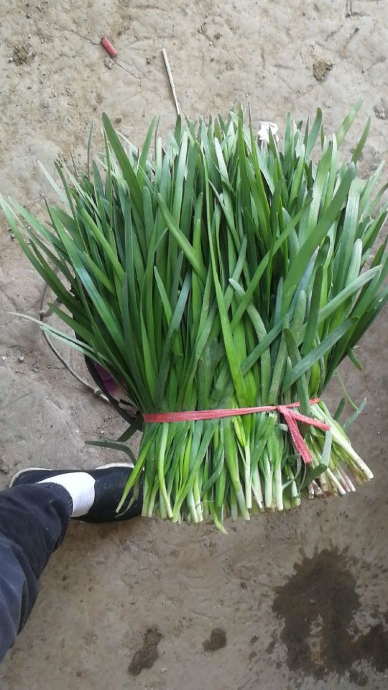 大叶韭菜二刀