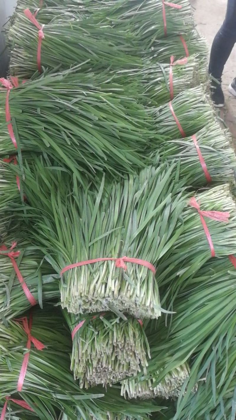 大叶韭菜二刀