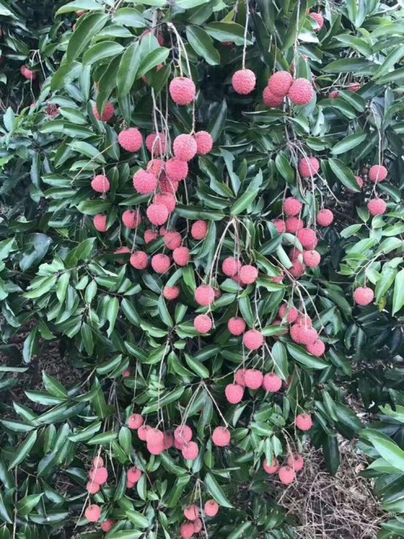 糯米糍荔枝2cm以上