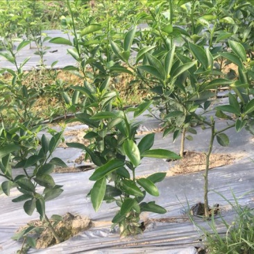红橘苗30cm以下
